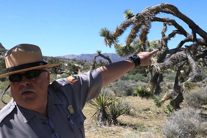 joshua-tree-national-park