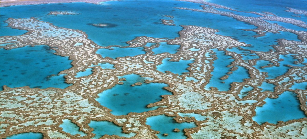 Webinar Australia Insolita, una notta sulla Grande Barriera Corallina