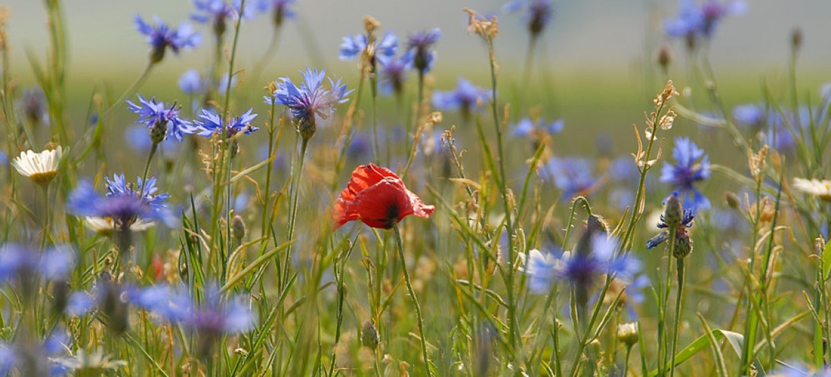 WEEKEND NELLA NATURA DEL PARCO DI COLFIORITO