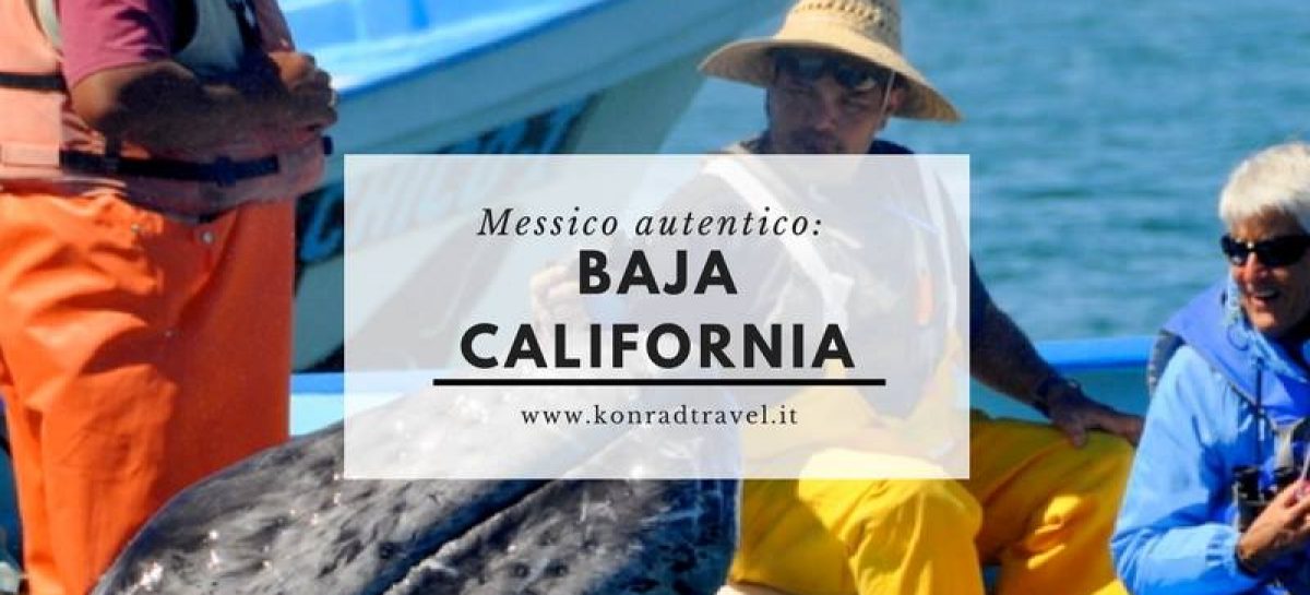 Konrad News: incontro con le balene in Baja California Sur 4 febbraio