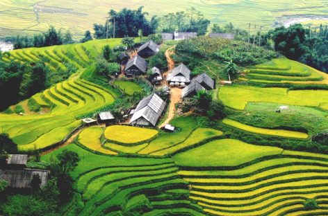 Dove vedere le terrazze di risaie in Vietnam?