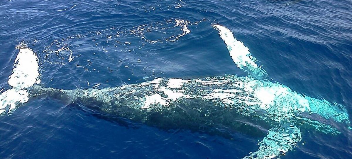 Repubblica Dominicana : Alla scoperta delle balene megattere