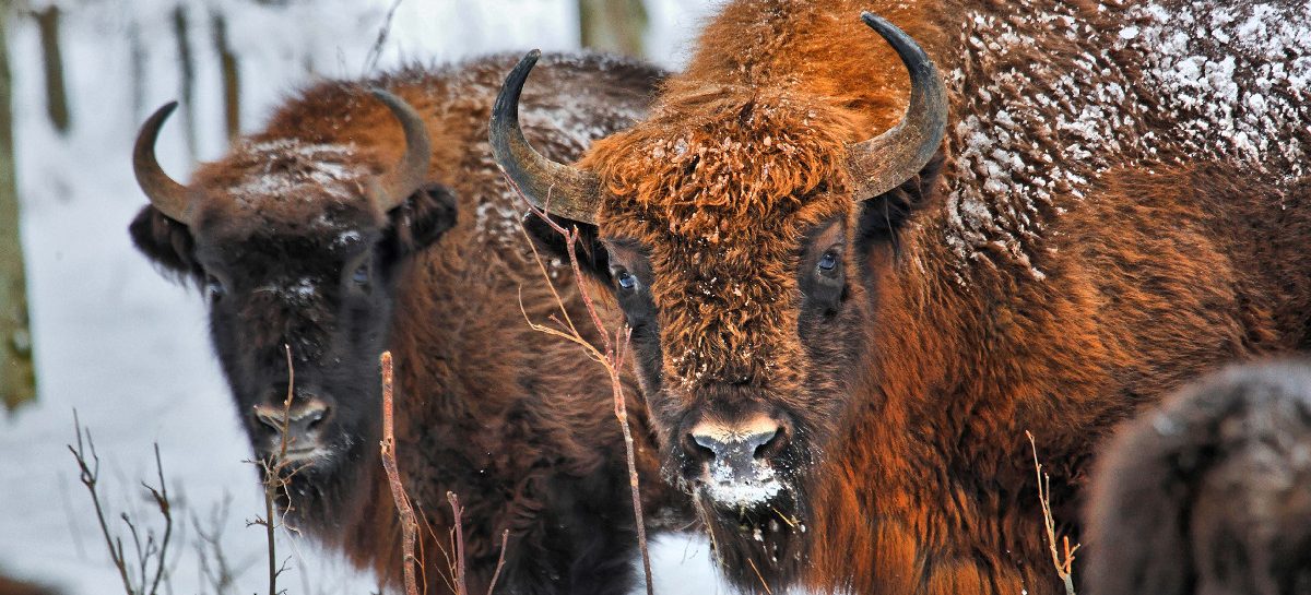 Webinar Polonia – Białowieża e parchi nazionali