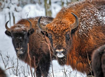 Webinar Polonia – Białowieża e parchi nazionali