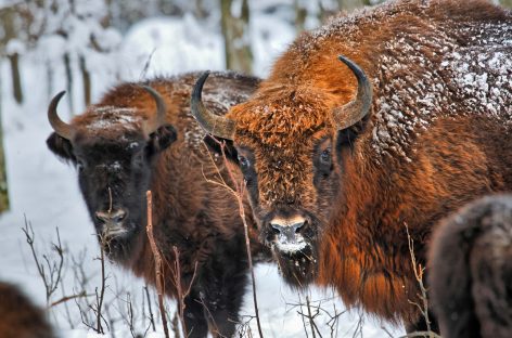 Webinar Polonia – Białowieża e parchi nazionali